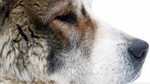 Central Asian Shepherd Dog face