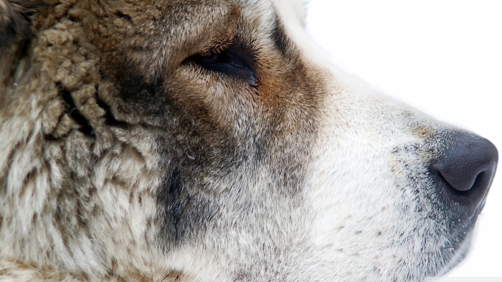 Central Asian Shepherd Dog face wallpaper