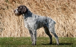 Cesky Fousek dog against wheat