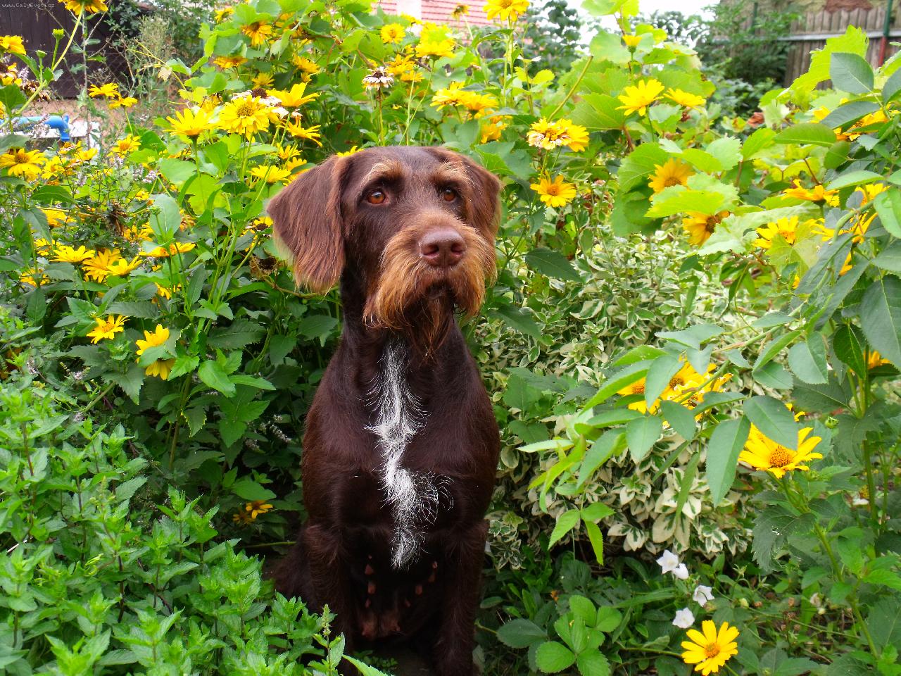 Cesky Fousek dog in the bushes wallpaper