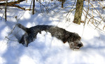 Cesky Fousek dog in the snow