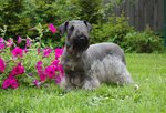 Cesky Terrier dog on the grass