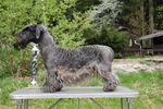 Cesky Terrier dog with the cup