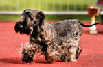 Cesky Terrier walking on the dog show