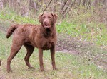 Chesapeake Bay Retriever dog in the forest