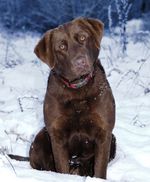 Chesapeake Bay Retriever dog on the snow