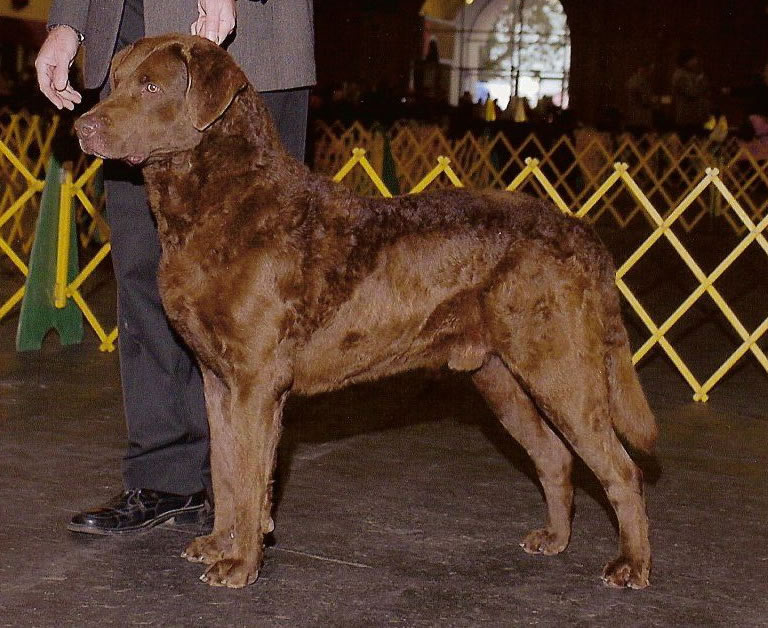 Chesapeake Bay Retriever wallpaper