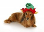 Chic Dachshund dog 