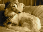 Chic Silken Windhound dog