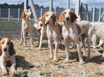 Chien Francais Blanc et Orange dogs