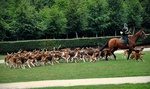 Chien Francais Tricolore dogs on the hunt