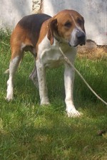 Chien Francais Tricolore dog