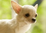 Chihuahua dog