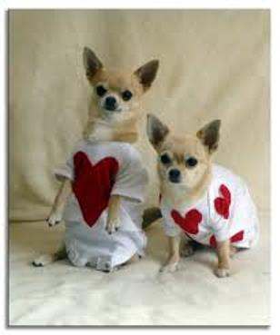 Chihuahua dogs valentine's day wallpaper