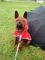 Chinese Chongqing Dog and an umbrella