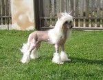 Chinese Crested dog on the grass