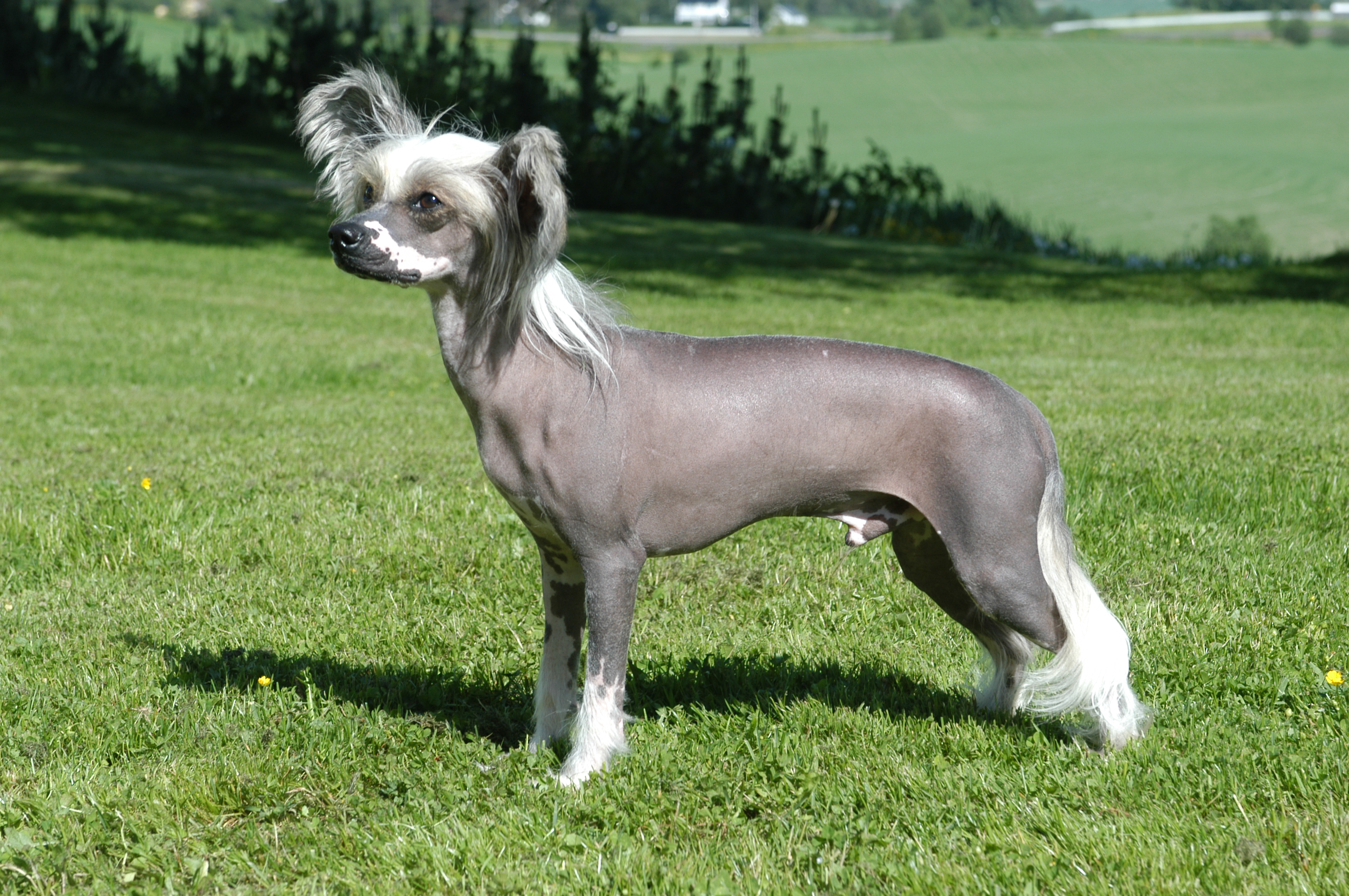 Chinese Crested Dog wallpaper