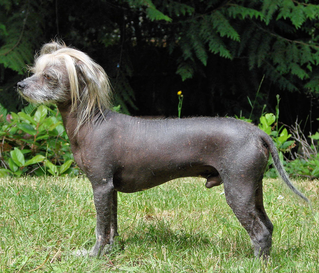 Chinese Crested dog side view wallpaper