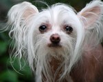 Chinese Crested dog