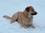 Собака чинук на снегу