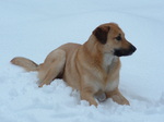 Chinook in the snow