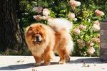 Chow Chow and flowers