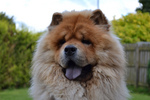 Chow chow dog face