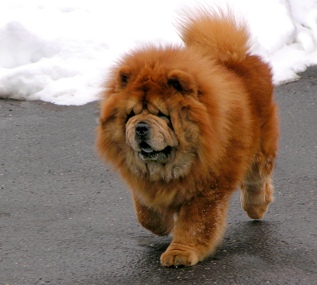 Chow Chow wallpaper