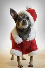 Christmas Chihuahua dog