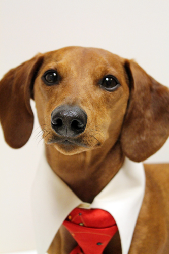 Christmas Dachshund in a tie фото