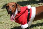 Christmas Dachshund on the grass