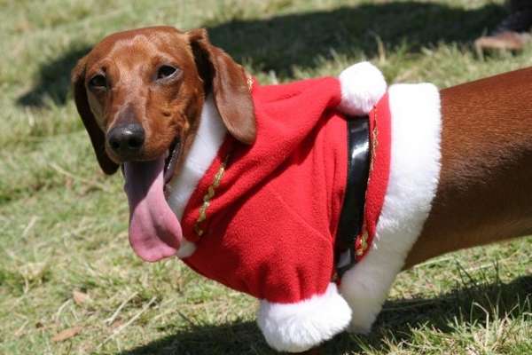 Christmas Dachshund on the grass фото