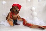 Christmas Dachshund portrait