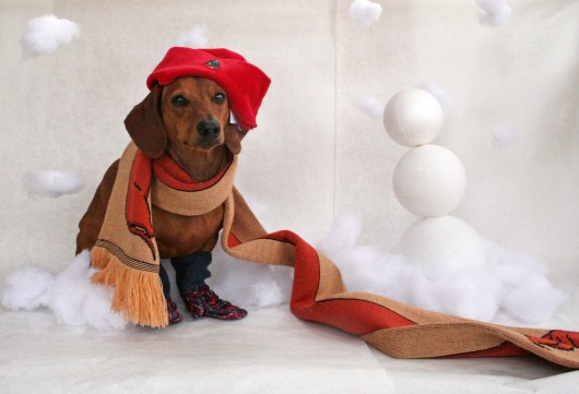 Christmas Dachshund portrait фото