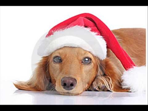 Christmas Dachshund фото