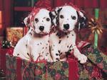 Christmas Dalmatian dogs