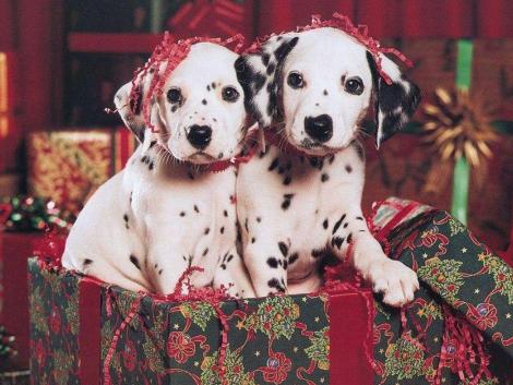 Christmas Dalmatian dogs фото