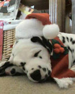 Christmas Dalmatian sleeps