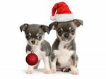 Christmas Day Chihuahua dogs