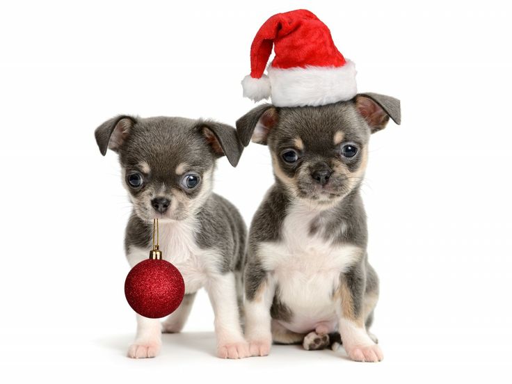 Christmas Day Chihuahua dogs фото