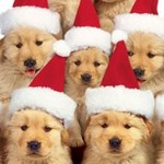 Christmas Golden Retriever dogs