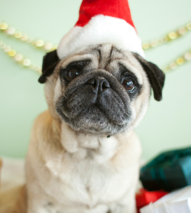 Christmas Pug dog face фото