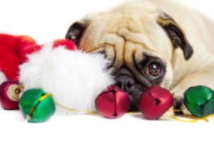 Christmas Pug dog misses фото