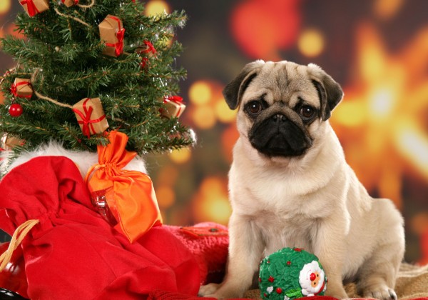 Christmas Pug dog фото