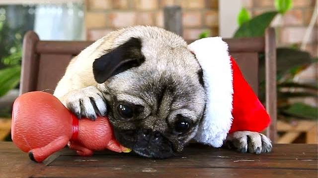 Christmas Pug dog with toy фото