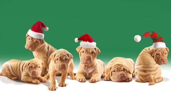 Christmas Shar Pei dogs фото