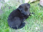 Cierny Sery puppy on the grass