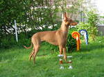 Cirneco dell'Etna dog on the grass