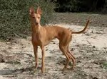 Cirneco dell'Etna dog