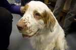 Clumber Spaniel dog face